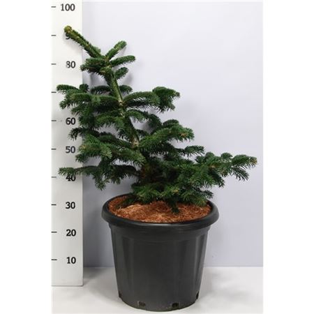 Abies Nord Robusta