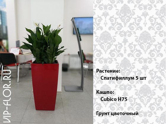 Популярные растения в офисе: Spathiphyllum
