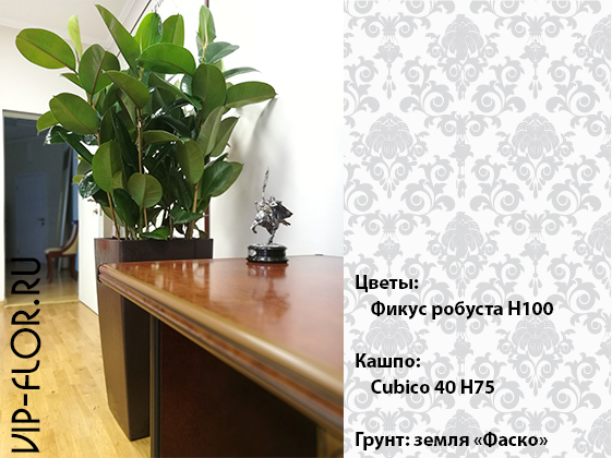 Популярные растения в офисе: Фикус Робуста