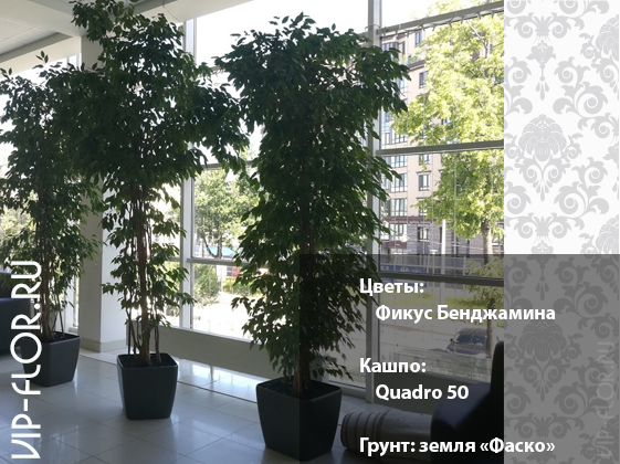Популярные растения в офисе: Фикус Бенджамина