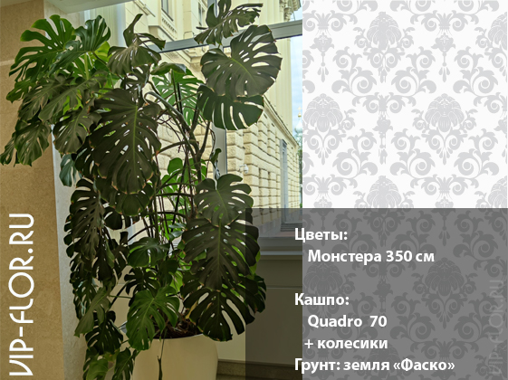 Популярные растения в офисе: Монстера