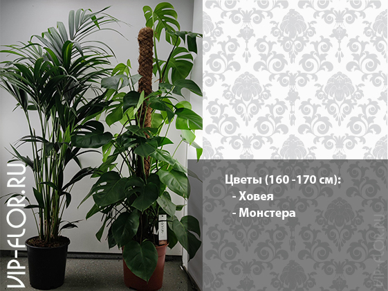 Популярные растения в офисе: Ховея и Монстера (фото со склада)
